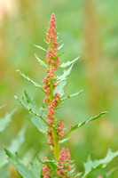 Rode Ganzenvoet - Red Goosefoot - Chenopodium rubrum
