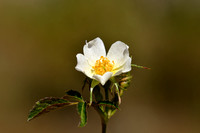 Wigbladige roos; Rosa elliptica