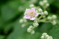 Dijkviltbraam - Himalayan blackberry - Rubus armeniacus