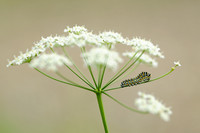 Rups Koninginnepage; Caterpillar of Old World Swallowtail; Papilio machaon