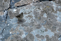 Oeverpieper; Eurasian Rock pipit; Antuhs petrosus;