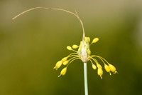 Gele look - Fragrant Yellow Allium - Allium flavum