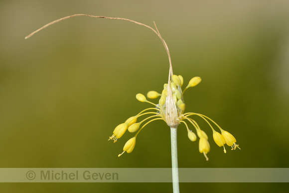 Gele look; Fragrant Yellow Allium; Allium flavum;