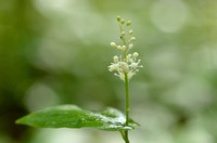 Dalkruid; May Lily; Maiantherum bifolium