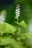 Dalkruid; May Lily; Maianthemum bifolium