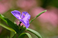 Eendagsbloem; Virginia spiderwort; Tradescantia virginiana