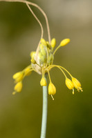 Gele look; Fragrant Yellow Allium; Allium flavum;