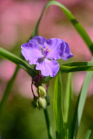Eendagsbloem; Virginia spiderwort; Tradescantia virginiana