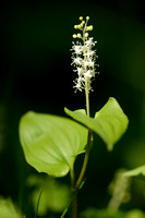 Dalkruid; May Lily; Maianthemum bifolium