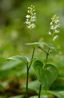 Dalkruid; May Lily; Maiantherum bifolium