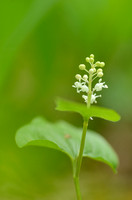 Dalkruid - May Lily - Maiantherum bifolium
