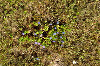 Lysimachia arvensis subsp. parviflora
