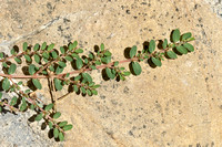 Small spurge; Euphorbia massiliensis;