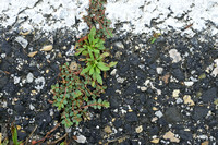 Small spurge; Euphorbia massiliensis;