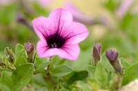 Petunia; Petunia x hybrida