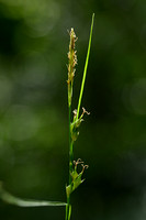 Carex distachya