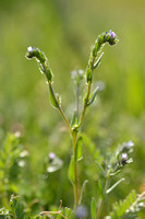 Ruw parelzaad; Buglossoides arvensis subsp. Permixta
