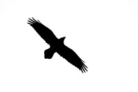 Raaf; Raven; Corvus corax