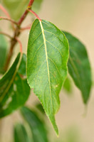 Zwarte Balsempopulier; Western Balsam-poplar; Populus trichocarp