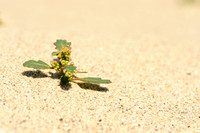 Zeegroene ganzenvoet - Oak-leaved Goosefoot - Chenopodium glaucum