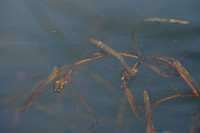 Puntig fonteinkruid - Flat-stalked Pondweed - Potamogeton mucronatus