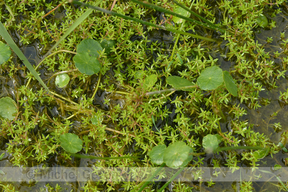 Watercrassula; New Zealand Pigmyweed; Crassula helmsii