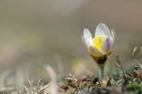 Lenteanemoon; Pulsatilla vernalis; Spring Pasque flower