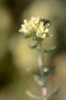 Felty Germander; Teucrium polium subsp. polium;