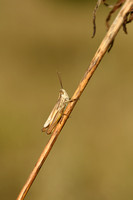 Elegante prairiesprinkhaan - Elegant Straw Grasshopper - Euchorthippus elegantulus