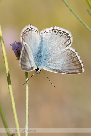 Provençaals Bleek Blauwtje; Provence Chalk-hill Blue; Polyommatus hispana