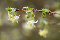 Winterkamperfoelie; Sweet-breath-of-spring; Lonicera fragrantiss