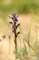 Blauwe bremraap; Yarrow Broomrape; Orobanche purpurea