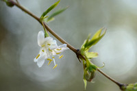 Winterkamperfoelie; Winter honeysuckle; Lonicera fragrantissima