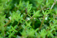 Watercrassula - New Zealand Pigmyweed - Crassula helmsii