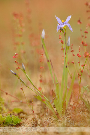 Ruslelie; Blue-eyed Grass; Sisyrinchium bermudiana
