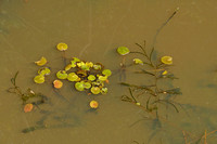 Puntig fonteinkruid; Flat-stalked Pondweed; Potamogeton mucronat