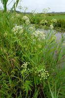Grote watereppe - Great water-parsnip - Sium latifolium