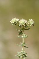 Felty Germander; Teucrium polium subsp. polium;