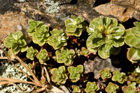 Starry Stonecrop; Sedum stellatum