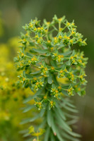 Pine Spurge; Euphorbia pinea