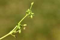 Duinvogelmuur; Lesser chickweed; Stellaria apetala