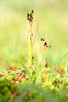 Veelbloemige veldbies; Heath Wood-Rush; Luzula multiflora