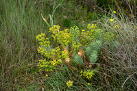 Pine Spurge; Euphorbia pinea