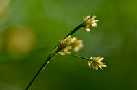 Veelbloemige Veldbies; Heath Wood-rush; Luzula multiflora