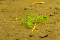 Rond sterrenkroos - Autumnal Water-starwort - Callitriche hermaphroditica