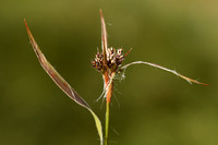 Veelbloemige veldbies; Heath Woodrush; Luzula multiflora