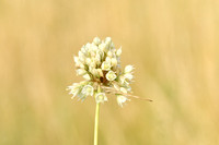 Allium coppoleri