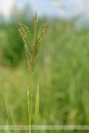 Liesgras; Reed sweet grass; Glyceria maxima