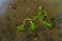 Rond sterrenkroos; Autumnal Water-starwort; Callitriche hermaphr