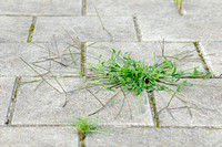 Glad Vingergras; Smooth finger-grass; Digitaria ischaemum